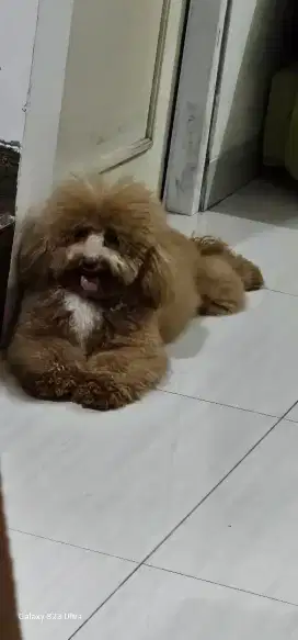 Dijual poodle betina 1 tahun no stambum