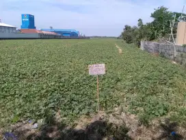 Di jual tanah pinggir jalan demak kudus sebelah pabrik Neh Hope2
