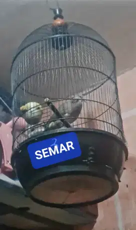 BURUNG TEKUKUR LOKAL KUK 2 KOLEKSI PRIBADI BISA KIRIM INDONESIA