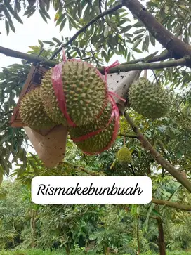 Tanah dan Kebun Durian Musangking dan Durian Bawor Jasinga Bogor