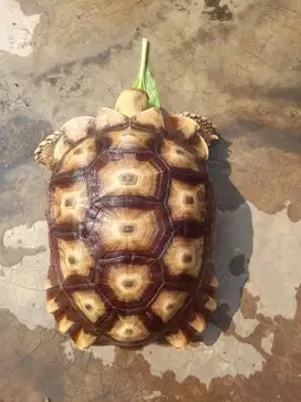 Sulcata Jantan (38 cm)