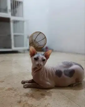 kucing Sphynx jantan jasa pacak kucing