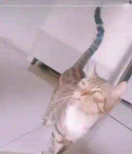 kucing munckin marble ganeta jasa pacak