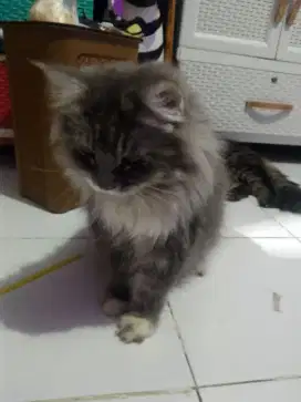 Kucing Persia anggora 2 bulan