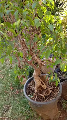 Bonsai beringin on the rock