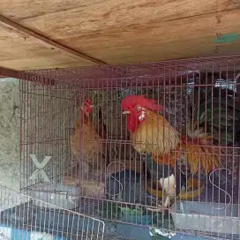 Ayam Kate sepasang