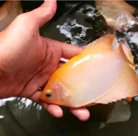 Ikan gurame padang size 4jari
