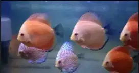 Ikan hias diskus
