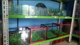 Aquarium ikan hias minimalis