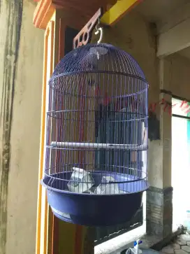 Kandang bekas lovebird bentuk kapsul