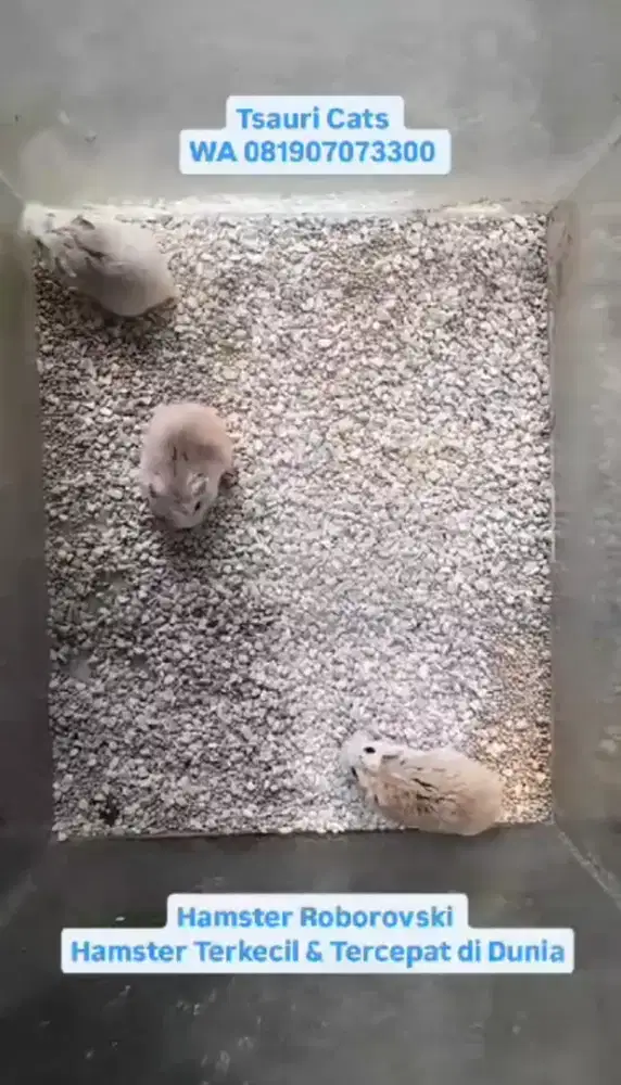 Hamster Roborovski, Winter White dan Syirian