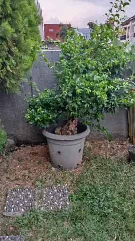 Pohon bougenvile bonsai