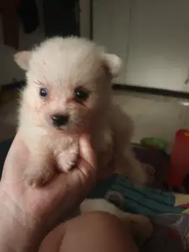 Anakan anjing Minipom