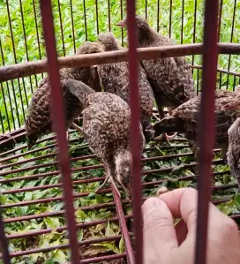 Ayam Hutan Hijau (AHH)