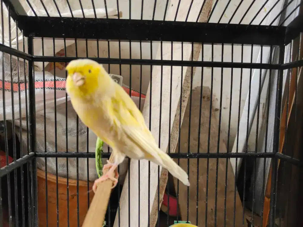 Cwean Kenari yokshire lokal ring remon DIY