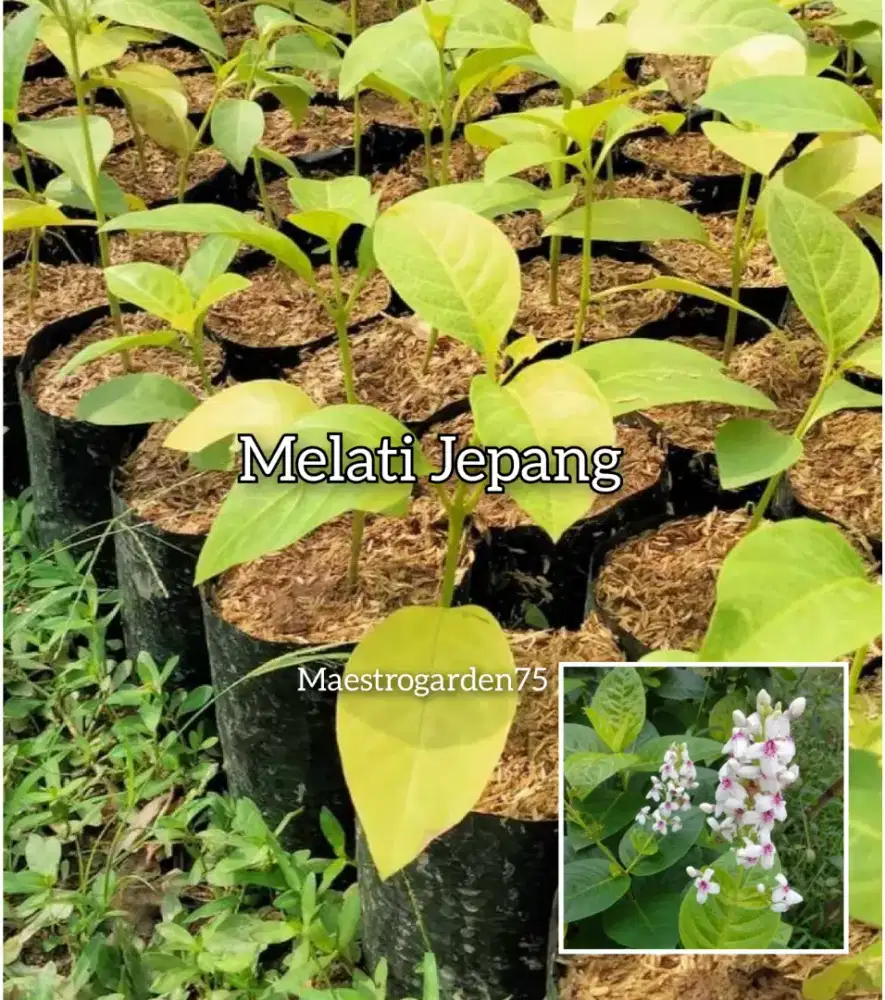 Melati Jepang Ukuran Kecil