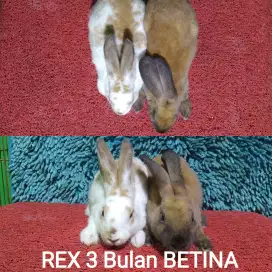 Anakan kelinci Rex 3 bulan Purebreed