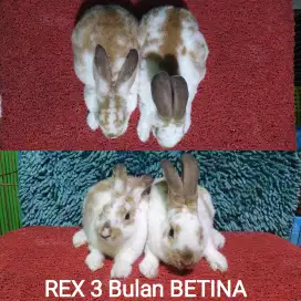 Anakan Kelinci Rex 3 bulan