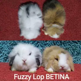 Anakan Kelinci Fuzzy Lop/Fujilop/Fuzylop usia 2 bulan