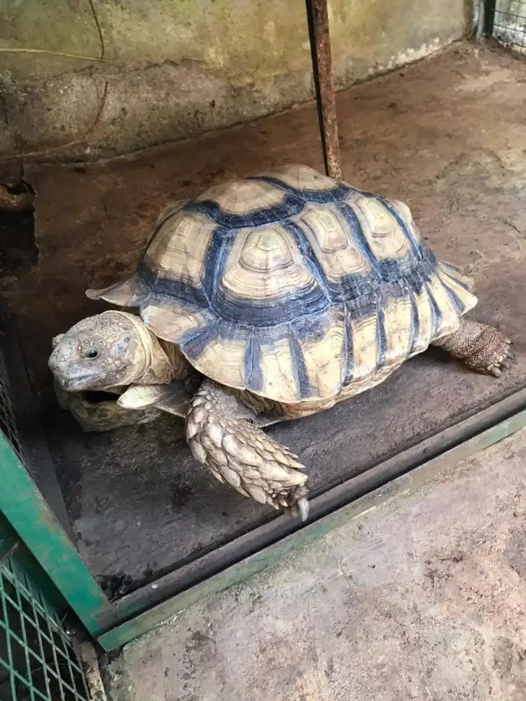 Kura kura Sulcata 50cm UP