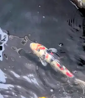 ikan koi showa ±40cm