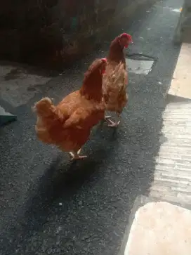 Ayam petelur produksi