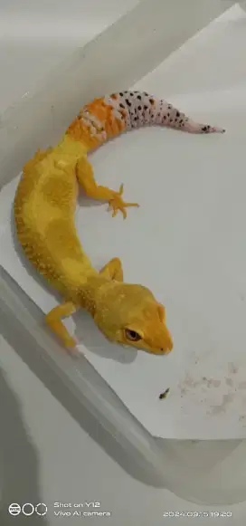 GECKO LEMON FROST FEMALE PROVEN