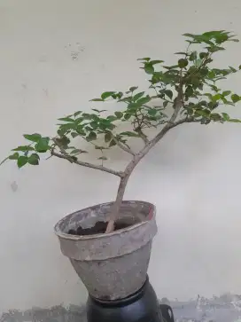 Pohon dewandaru sudah atau sianto bahan bonsai