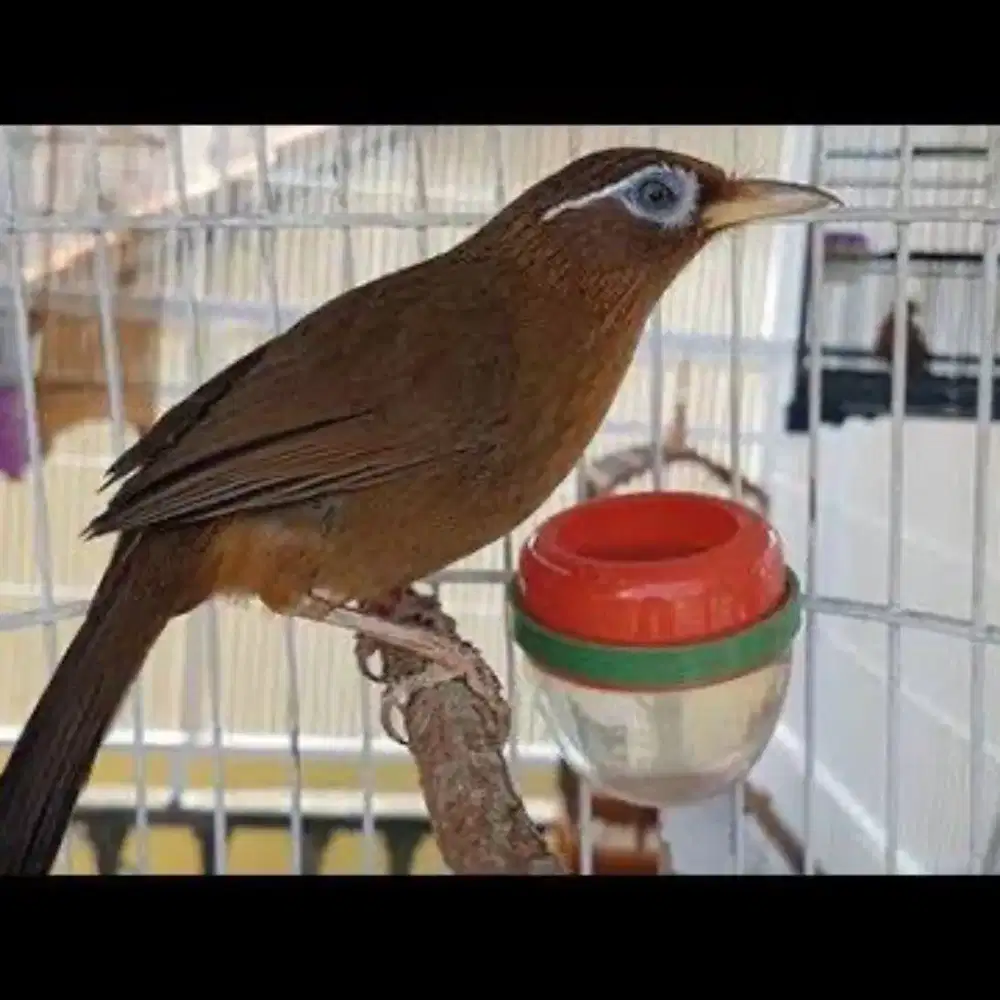 Wambi jantan Muda hutan