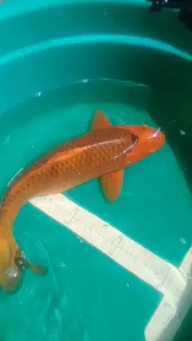 Ikan koi Karamel jumbo 48cm