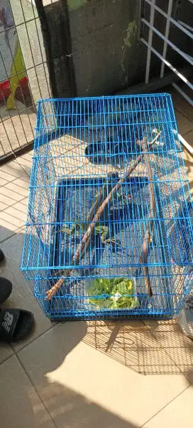 Iguana hijau besar