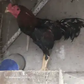 Dijual ayam jago Bangkok bkn pelung,brahma,kate soang entok,kampung