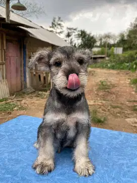 Anjing Mini Schnauzer