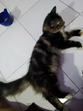 Kucing Persia anggora