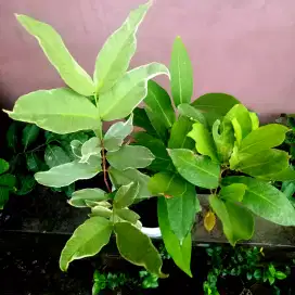 Tabulampot Jambu Air 3in1