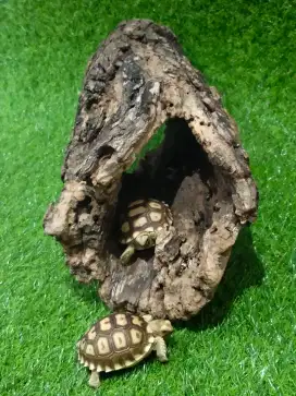 Pohon tempat sembunyi hewan