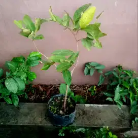 Jambu Air 2in1 Kaki 2