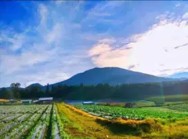 Dijual Cepat Tanah View The Best Gunung Gede