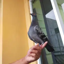 Burung Dara Giring Keras Merpati Giring Keket