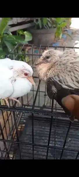 Tekukur Albino vs Leopard