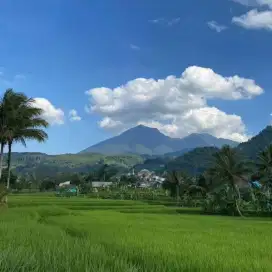 Dijual tanah sawah dan darat view gunung di pamijahan Bogor