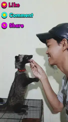 Anakan Musang umur 6Bulan Jinak