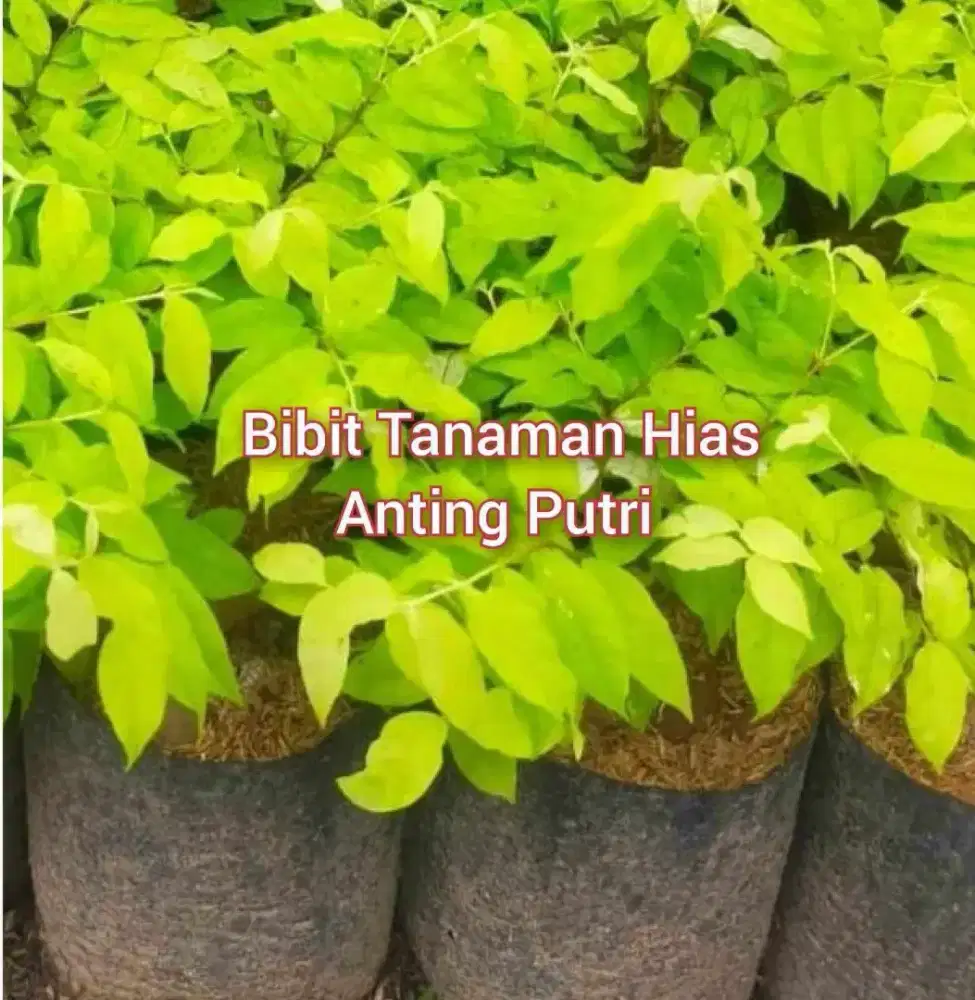 Anting Putri Ukuran Kecil