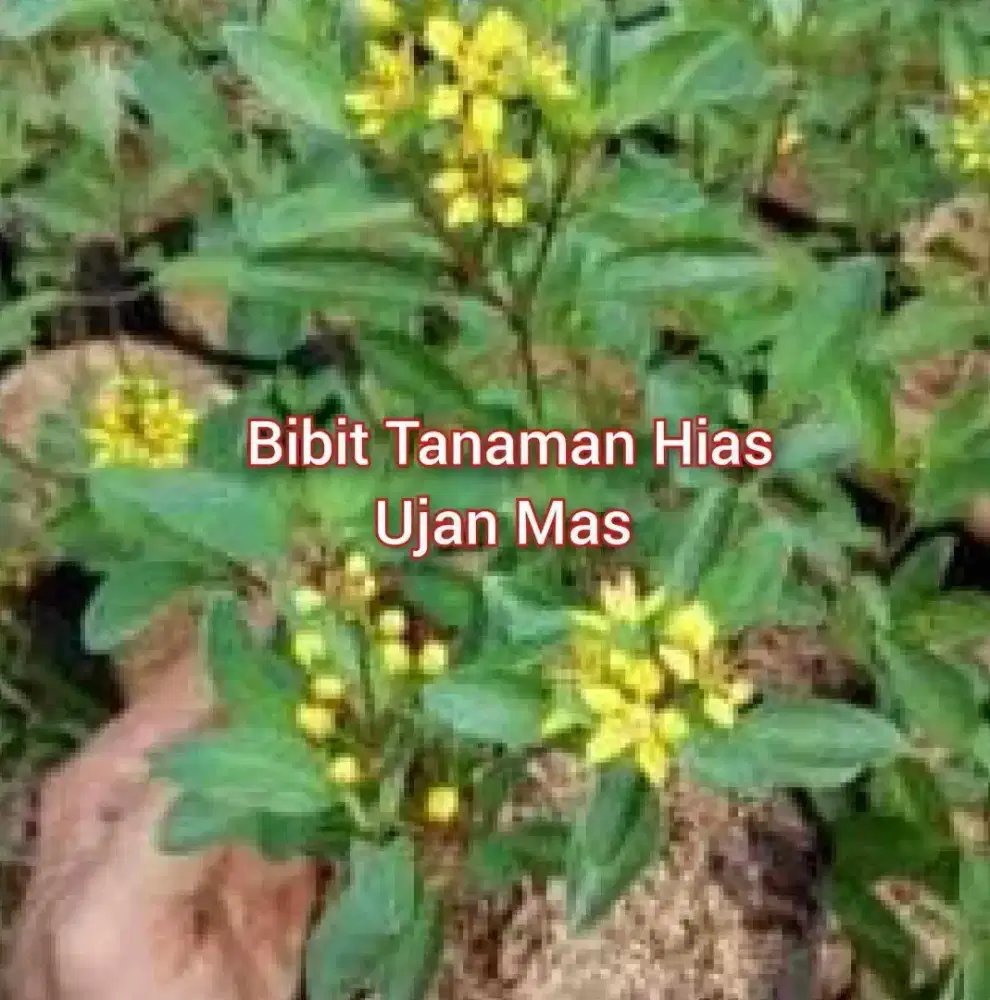 Kembang Ujan Mas Ukuran Kecil