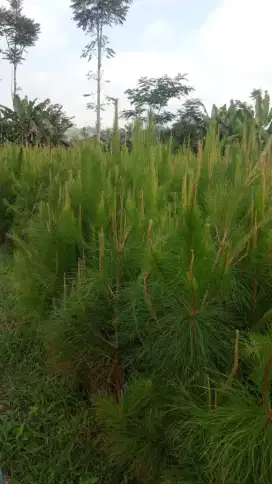 Pinus 2 meter dalam polybag - min 100 bibit