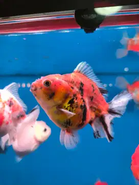 DIJUAL IKAN MAS KOKI ORANDA RANCHU MURAH BERKUALITAS