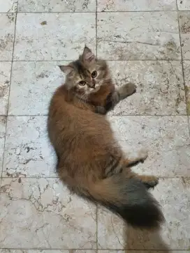 Persia Belang Betina