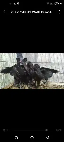 Ayam cemani lidah hitam usia 2 bln asli trah hitam