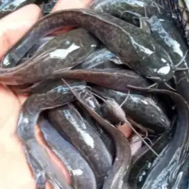 Ikan lele segar 1 kg