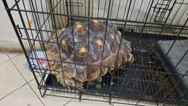 Dijual Kura-Kura jenis Sulcata umur 3 Thn